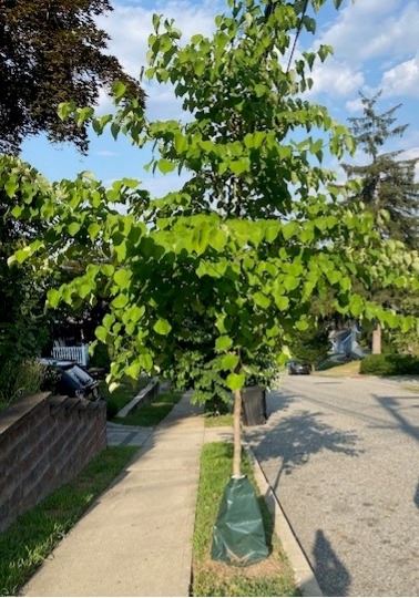 Shade Tree pic for web